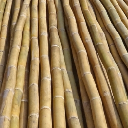 veris italia canne da bamboo